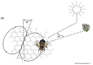 دانلود رایگان کد متلب الگوریتم زنبور عسل ABC